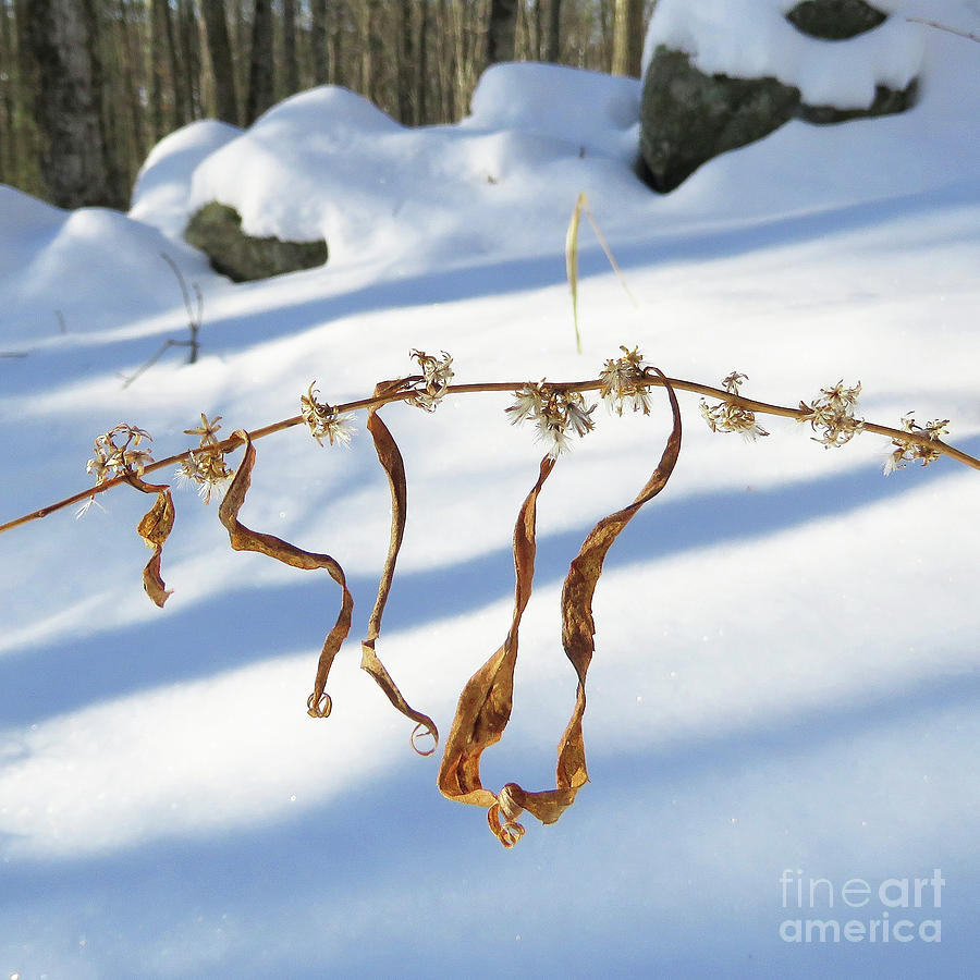 Winter Botanical 17 Photograph by Amy E Fraser