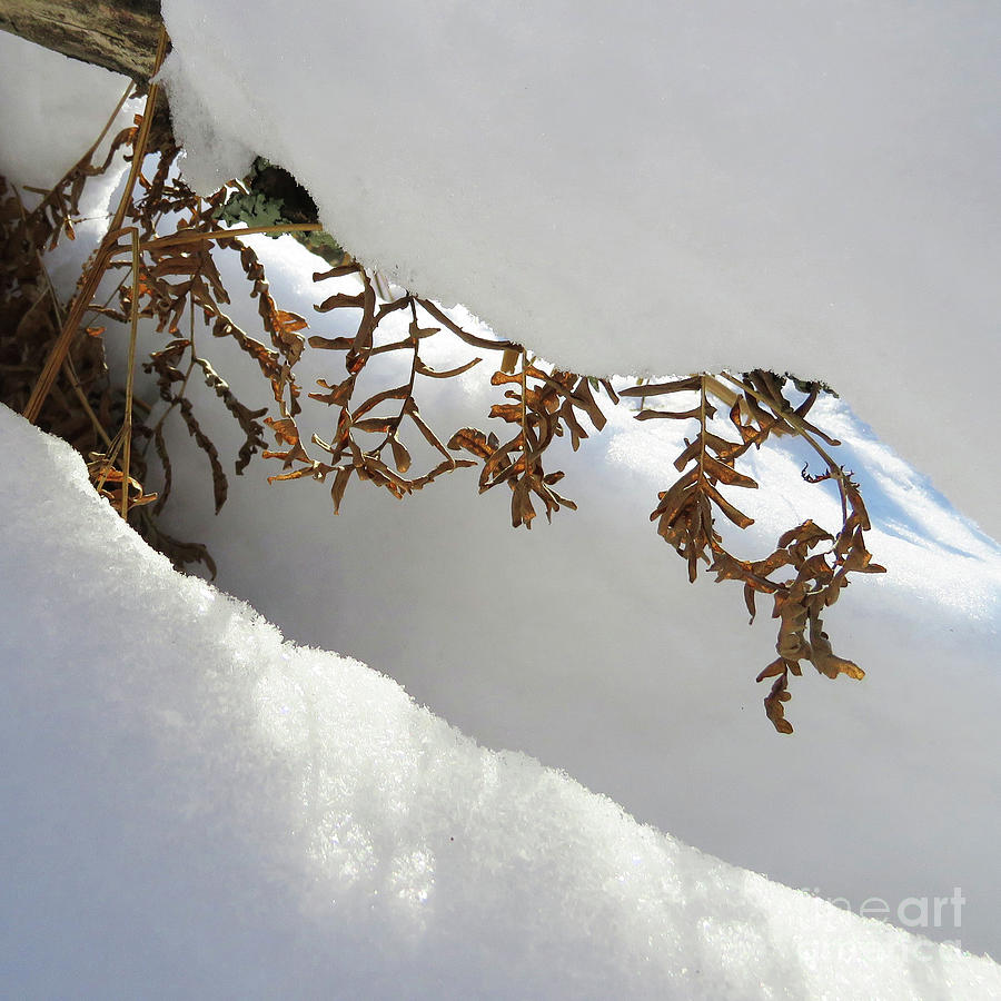 Winter Botanical 20 Photograph by Amy E Fraser