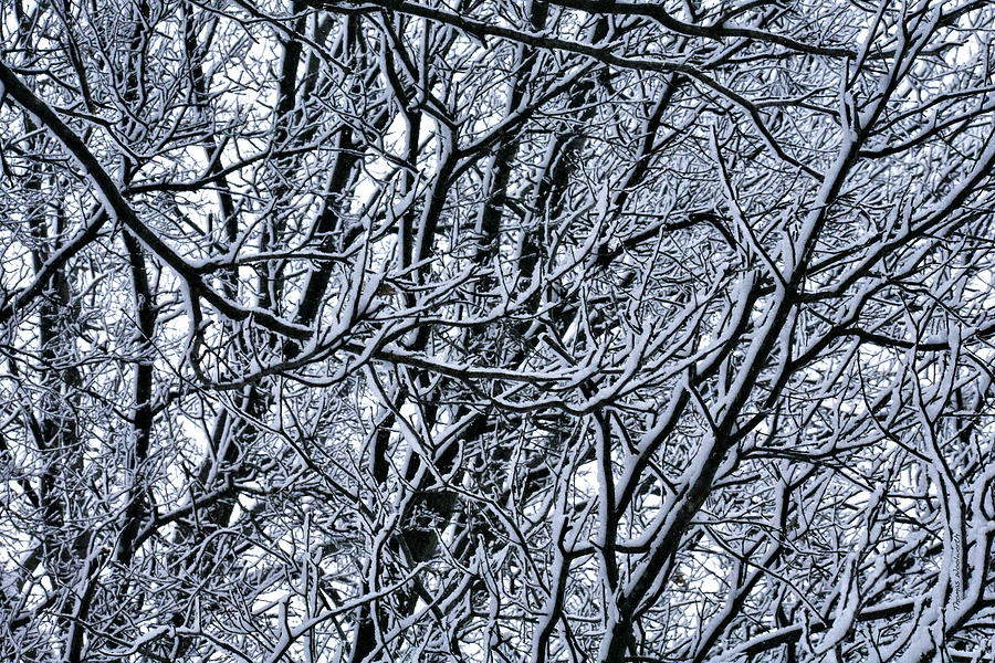 Winter Branches 2019 Photograph by Thomas Woolworth