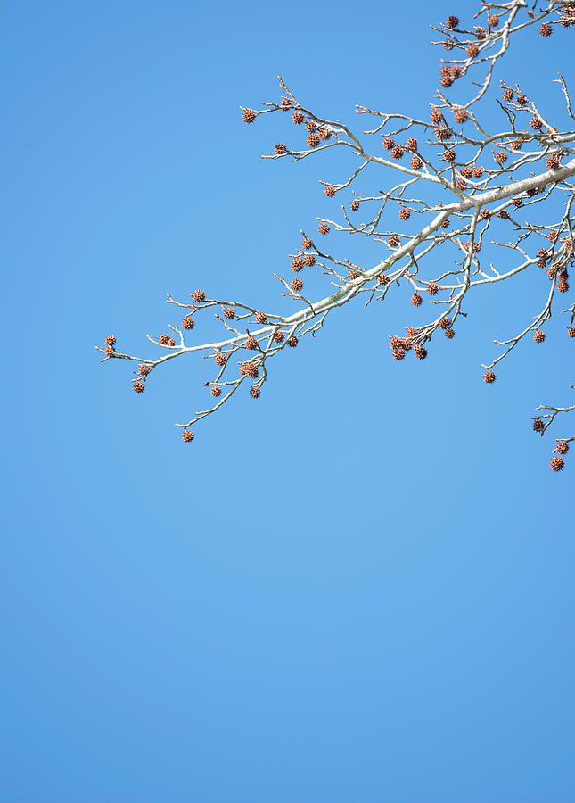 Blue Photograph - Winter Branches And Sky by Karen Rispin