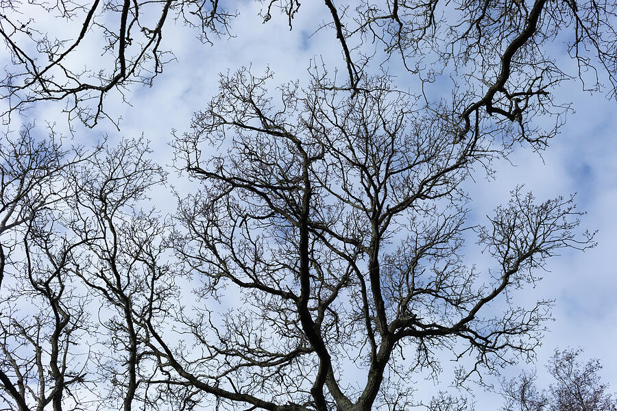 Winter Branches Photograph by Tanya C Smith