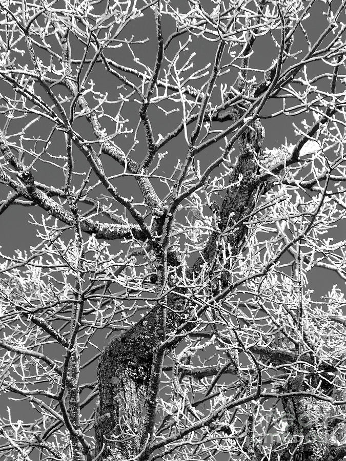 Winter Photograph - Winter Branches by Tibby Steedly