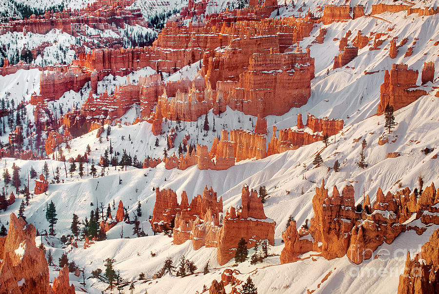 Winter Bryce Canyon National Park Utah Photograph by Dave Welling