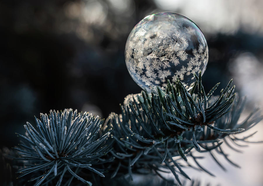Winter Bubbles VI Photograph by Jaroslaw Blaminsky