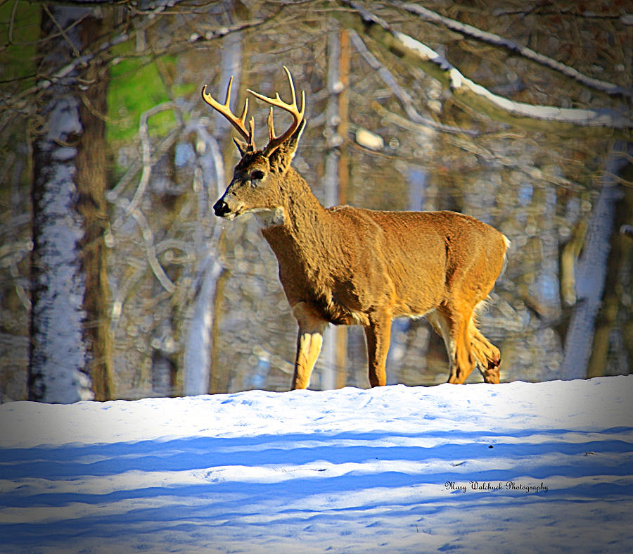 Winter Buck Photograph by Mary Walchuck