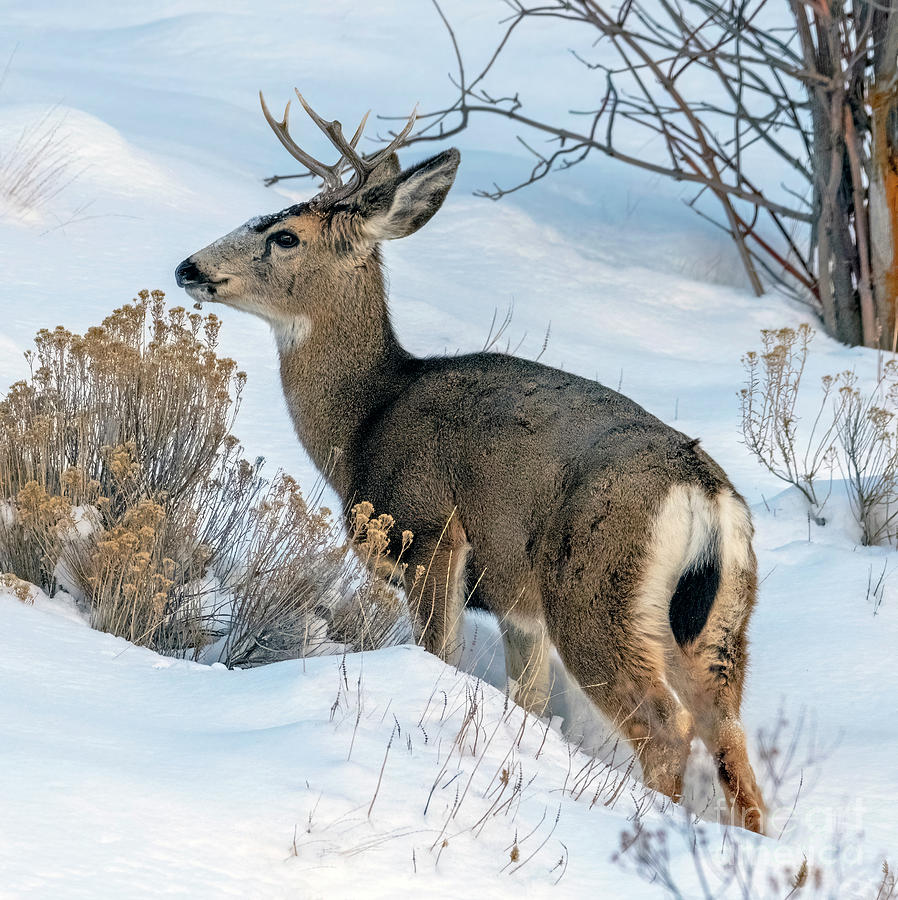 Winter Buck Photograph