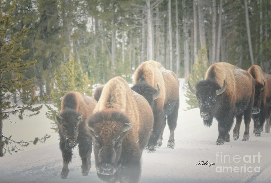 Winter Buffalos Photograph by DB Hayes