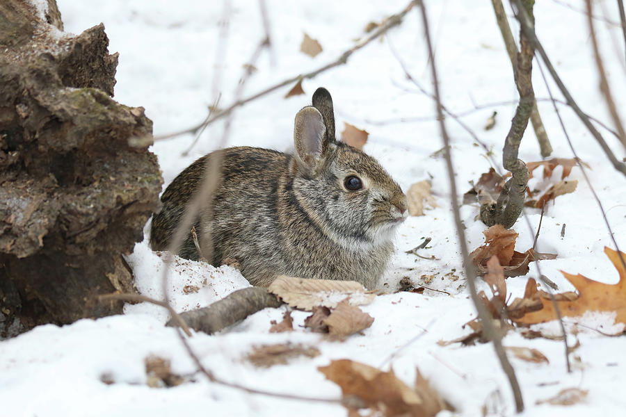 Winter Bunny Photograph by Brook Burling