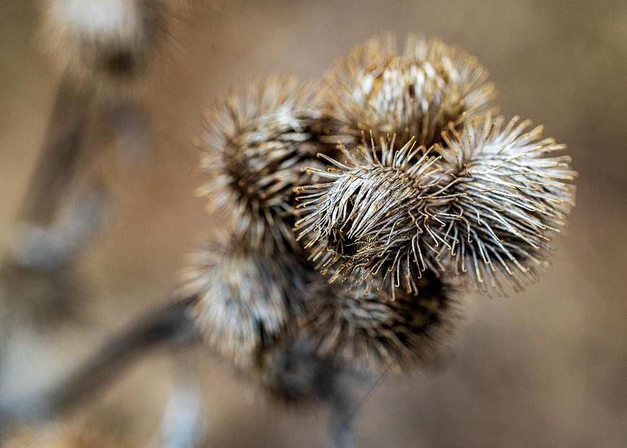 Winter Burrs Photograph by Amelia Pearn