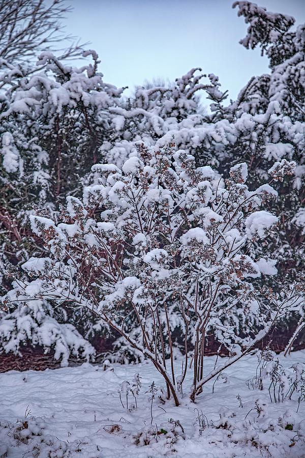 Winter bush #k6 Photograph by Leif Sohlman