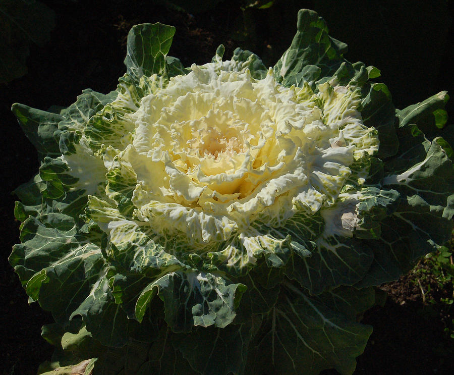 Winter Cabbage Patch Photograph by Suzanne Gaff