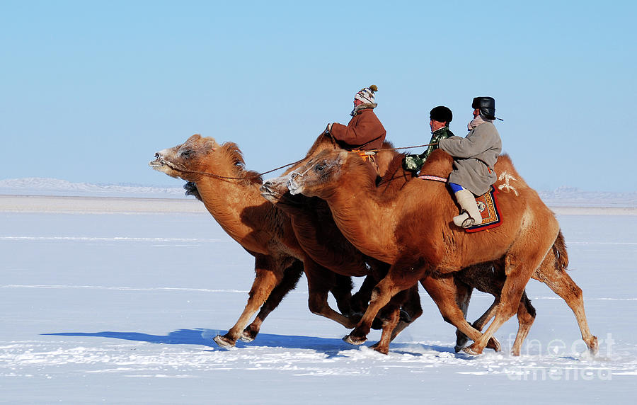 Winter Camel racing  Photograph by Elbegzaya Lkhagvasuren