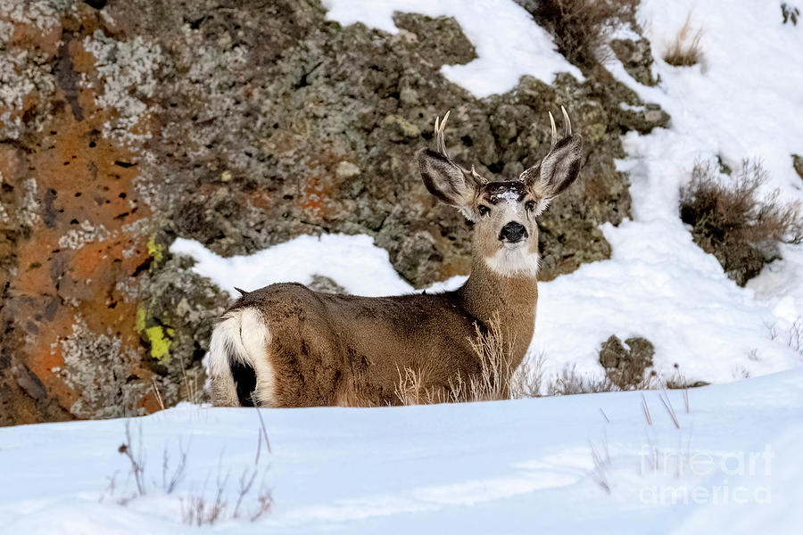Deer Photograph - Winter Camoflage by Michael Dawson