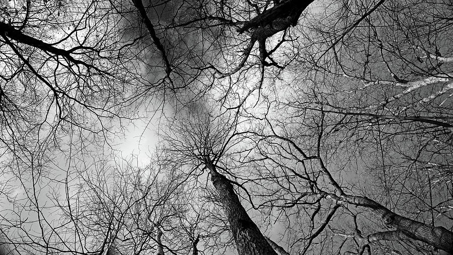 Winter Canopy 2 BW 121519 Photograph by Mary Bedy