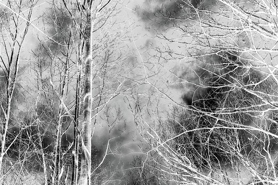Winter Canopy 3 BW Abstracted 011424 Photograph by Mary Bedy