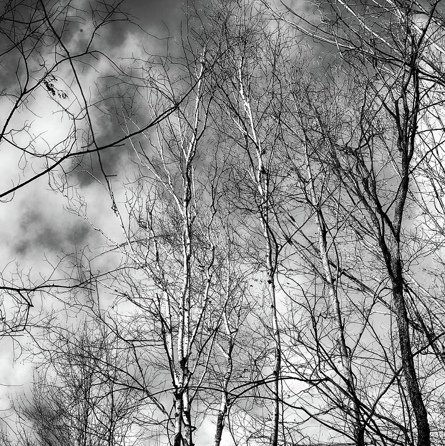 Winter Canopy 4 BW 011424 Photograph by Mary Bedy