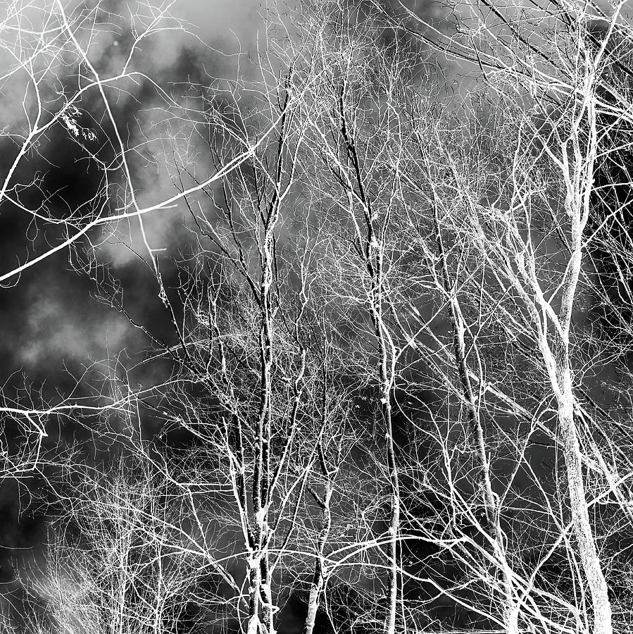 Winter Canopy 4 BW Abstracted 011424 Photograph by Mary Bedy