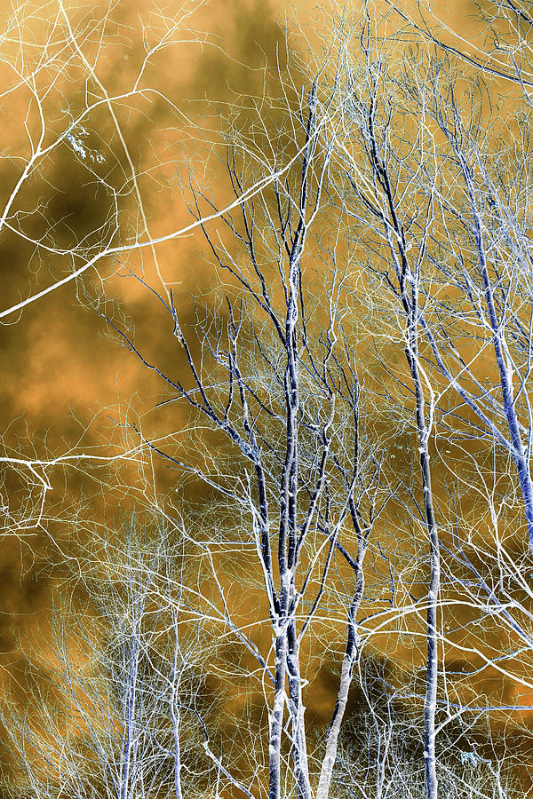 Winter Canopy and Clouds 2 Abstracted 011424 Photograph by Mary Bedy