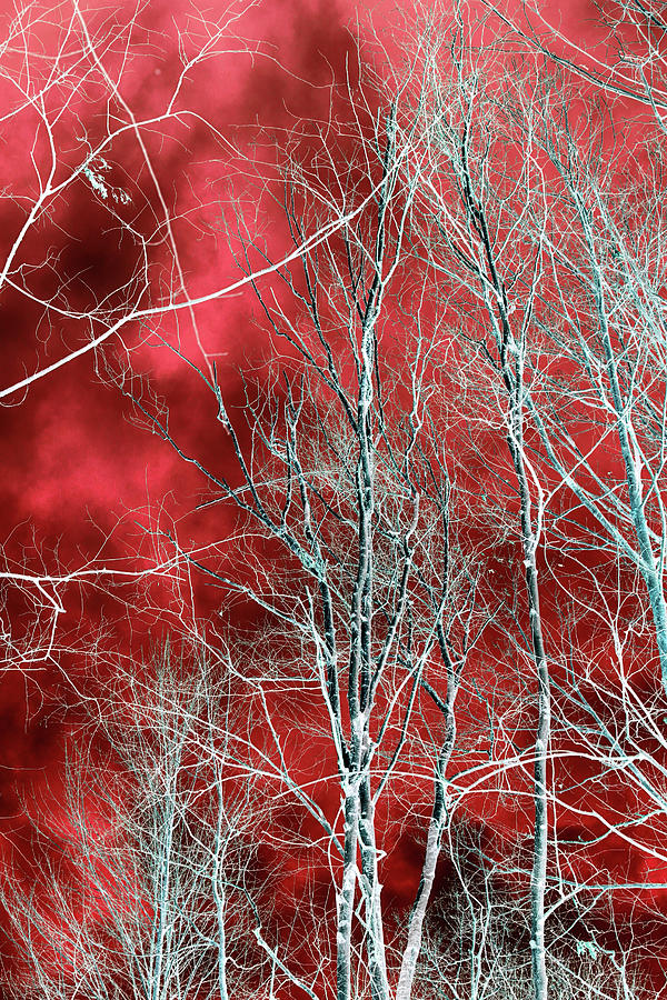 Winter Canopy and Clouds 2 Abstracted 1 011424 Photograph by Mary Bedy