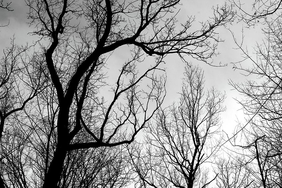 Winter Canopy Cold Winter Day BW 012322 Photograph by Mary Bedy