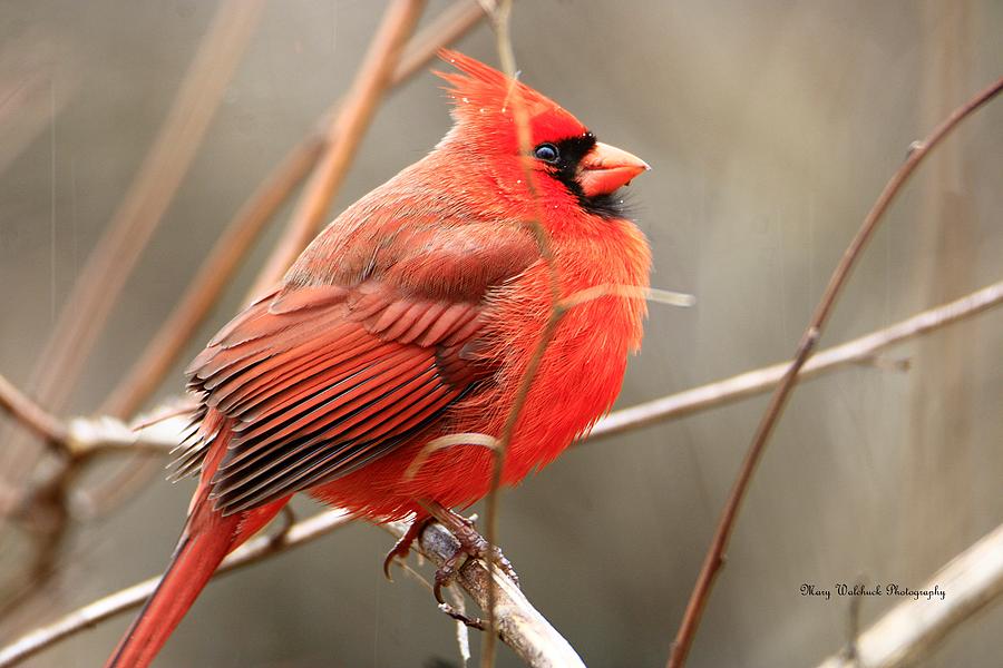Winter Cardinal 2 Photograph by Mary Walchuck