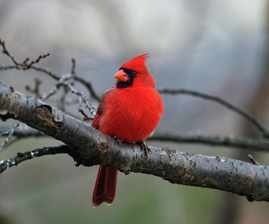 Winter Cardinal 2021 Photograph by Lara Ellis