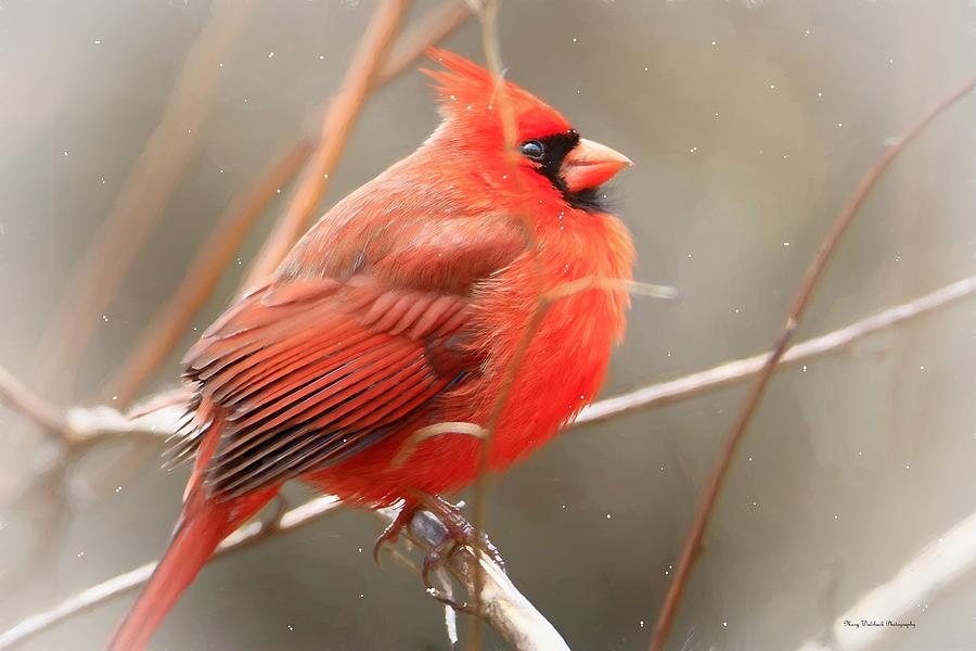 Winter Cardinal 3 Photograph by Mary Walchuck