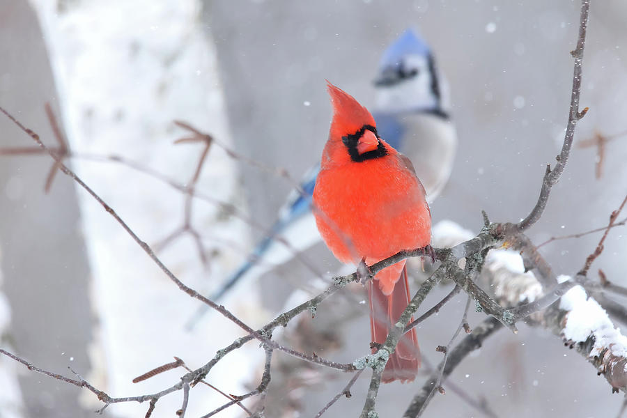 Winter Cardinal and Bluejay Photograph by Brook Burling