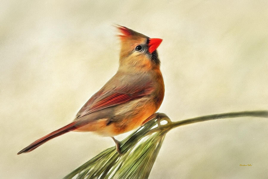 Winter Cardinal Painting by Christina Rollo