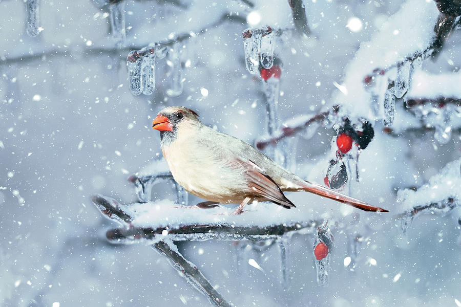 Winter Cardinal Photograph by Ed Taylor