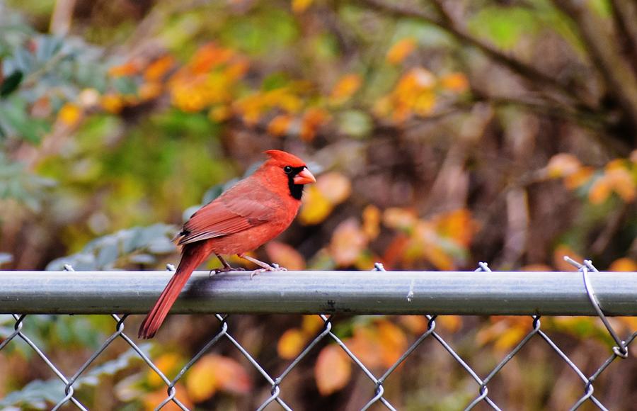 Winter Cardinal Photograph by Eileen Brymer