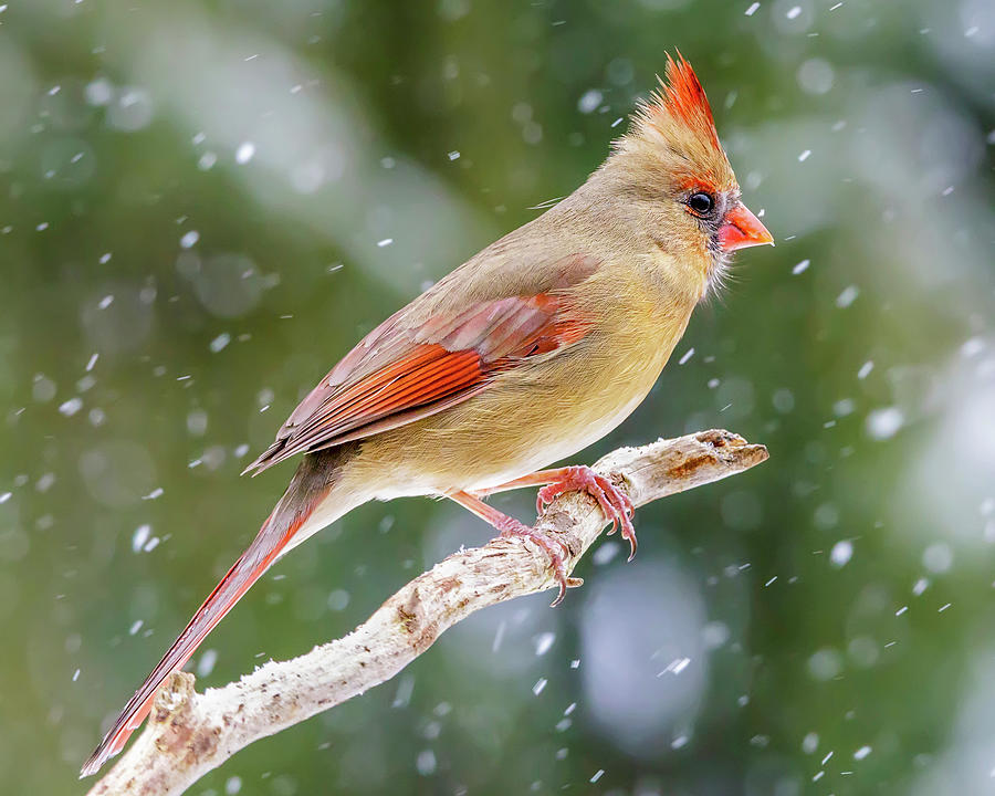 Winter Cardinal III Photograph by Gigi Ebert