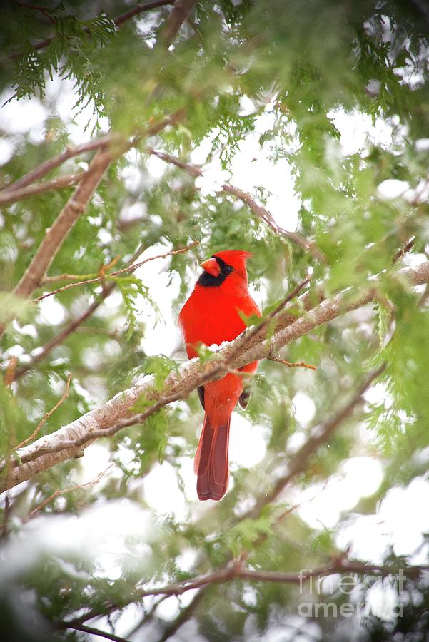 Winter Cardinal Photograph by John Fabina