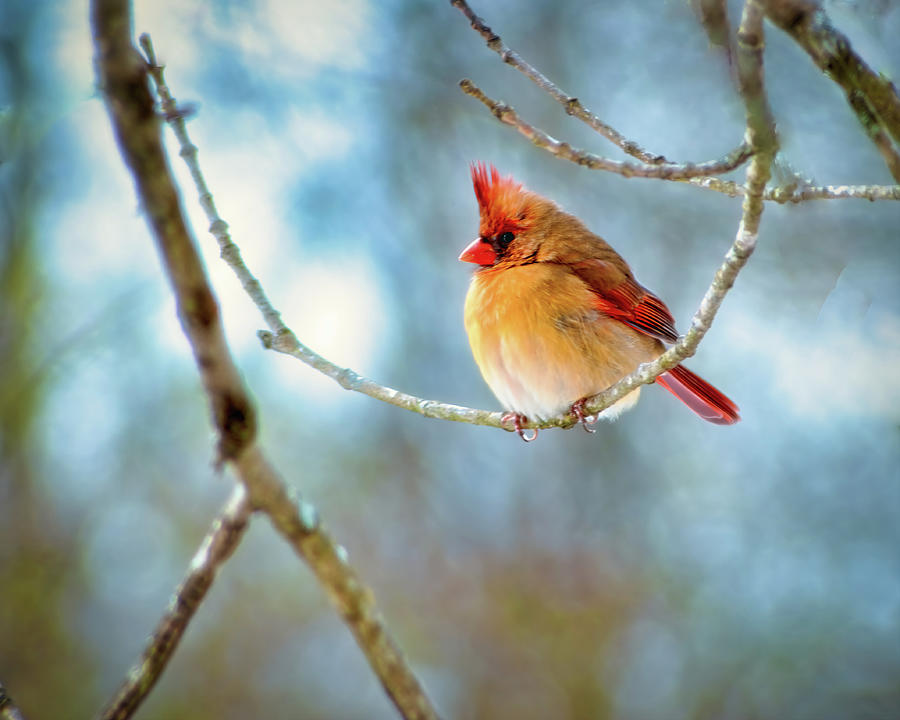 Winter Cardinal Photograph by Laura Vilandre