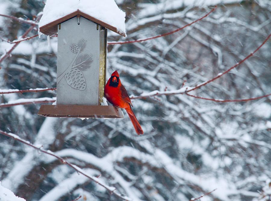 Cardinal Photograph - Winter Cardinal by Laurie Prentice