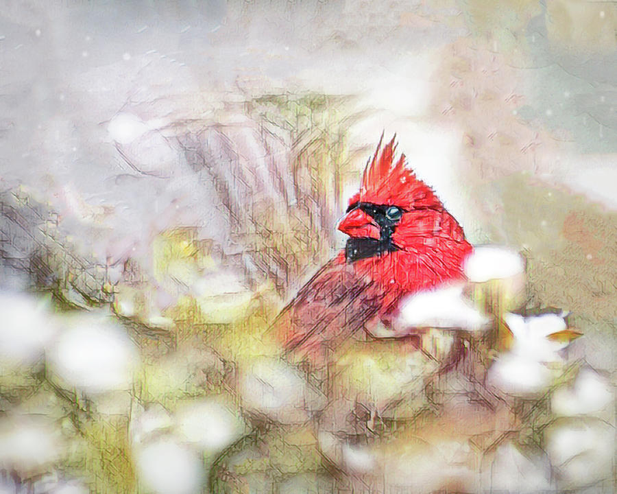 Winter Cardinal Photograph