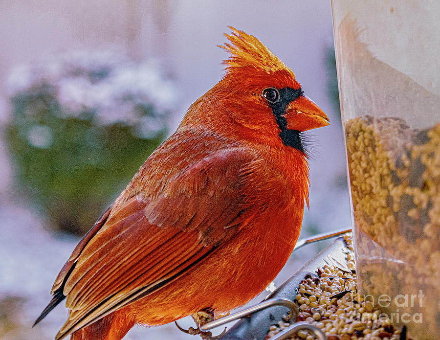 Winter Cardinal by Nick Zelinsky Winter Cardinal by Nick Zelinsky
