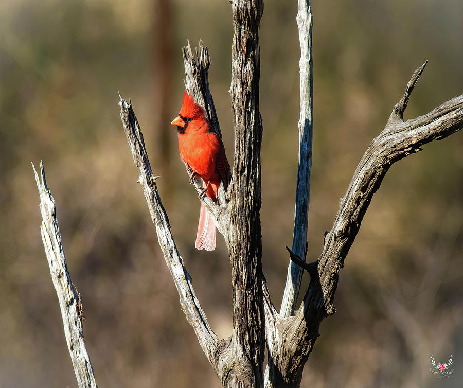 Winter Cardinal Photograph by Pam Rendall