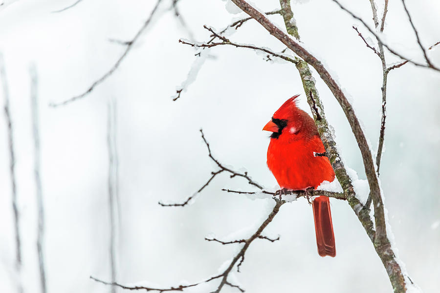 Winter Cardinal  Photograph by Rachel Morrison