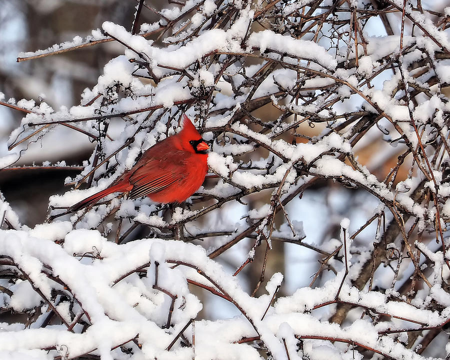 Winter Cardinal Photograph by Scott Olsen