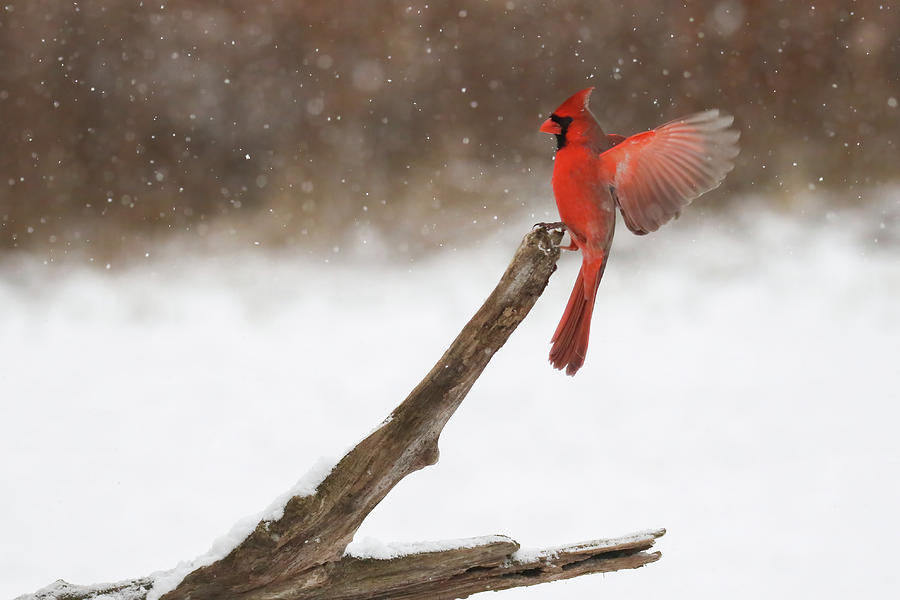 Winter Cardinal Stretch Photograph by Brook Burling