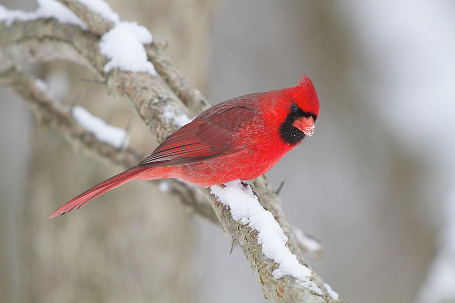 Winter Cardinal Photograph by Timothy McIntyre