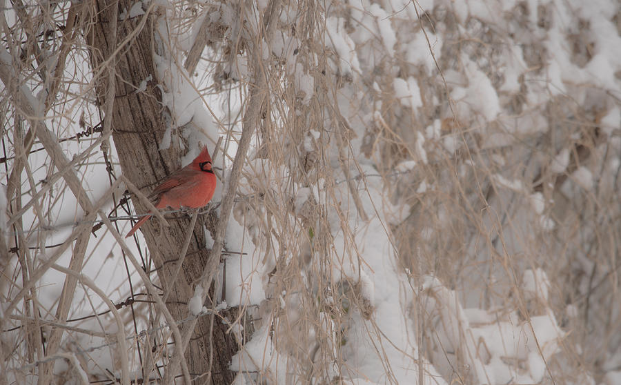 Winter cardinal. Photograph by Tony DiStefano