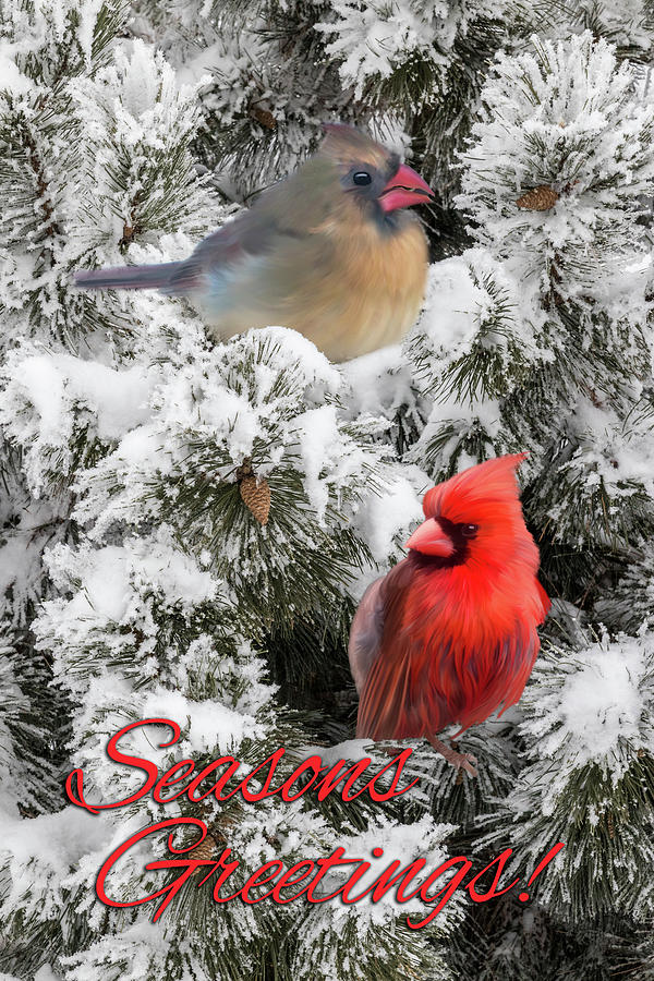 Winter Cardinals Card Photograph by Patti Deters