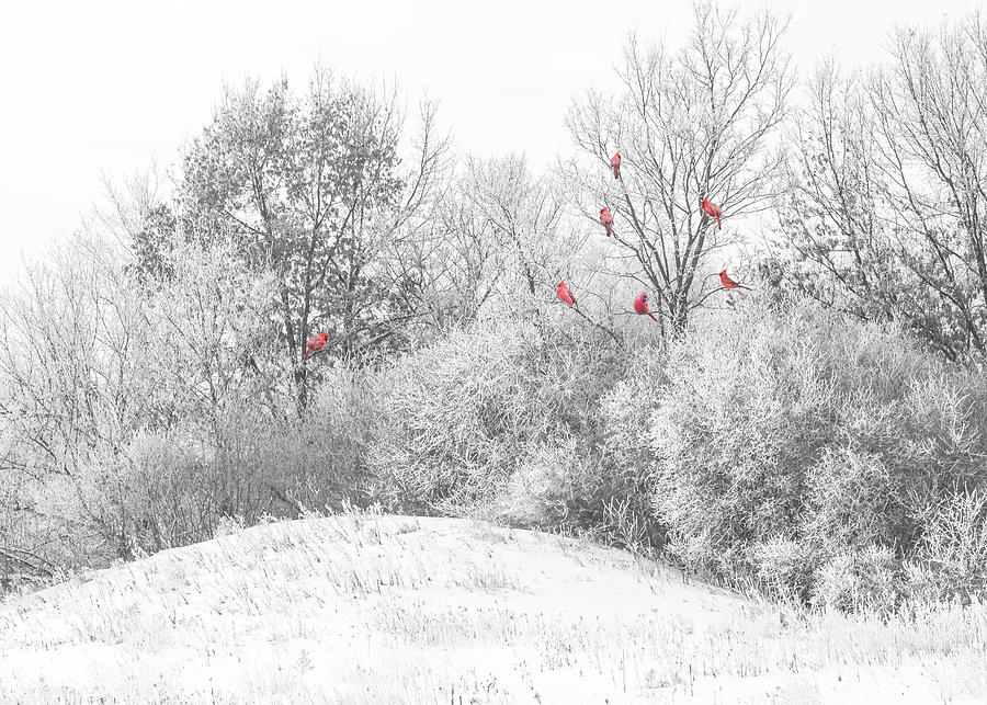 Winter Cardinals Photograph by Patti Deters