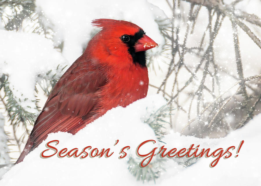 Winter Cardinal - Seasons Greetiings Photograph