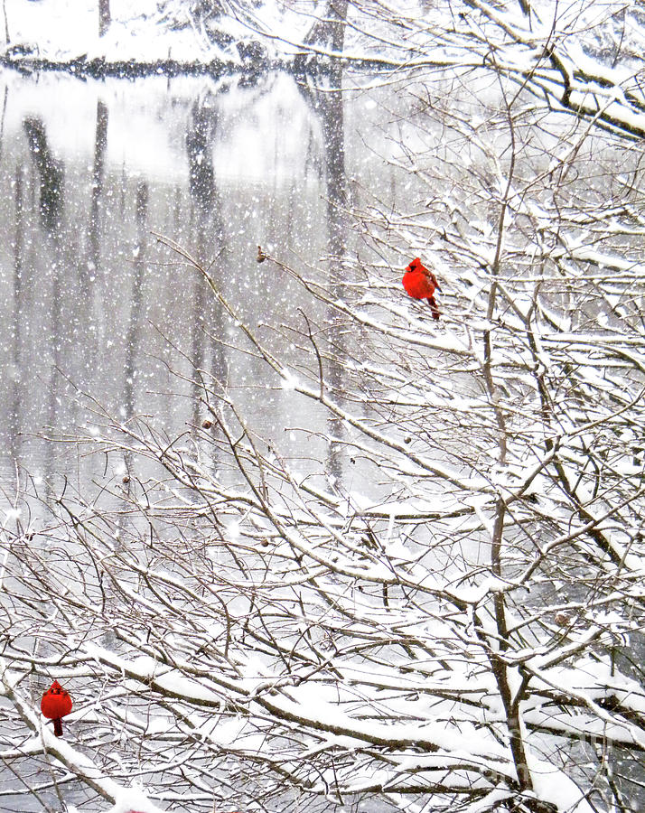 Winter Cardinals Photograph by Stephanie Petter Garrett