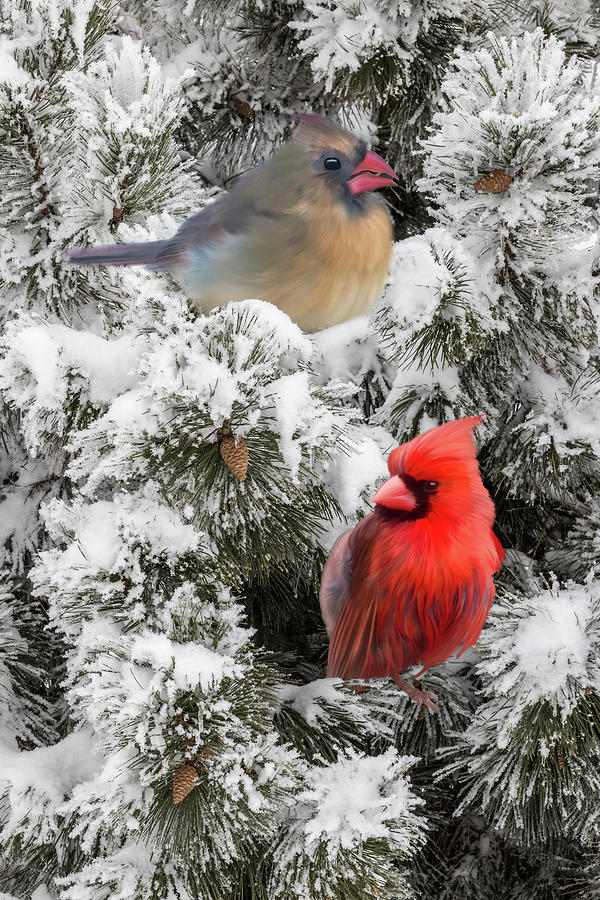 Snowy Scene with Male and Female Christmas Cardinals · Creative Fabrica