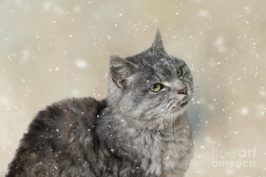 Winter Cat Photograph by Eva Lechner