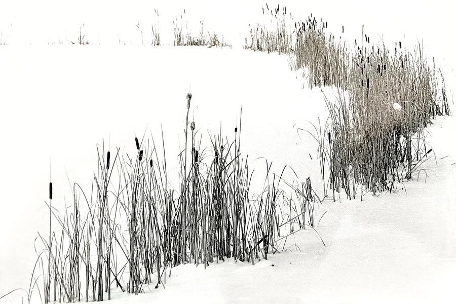 Winter Cattails Photograph by Jerry Griffin